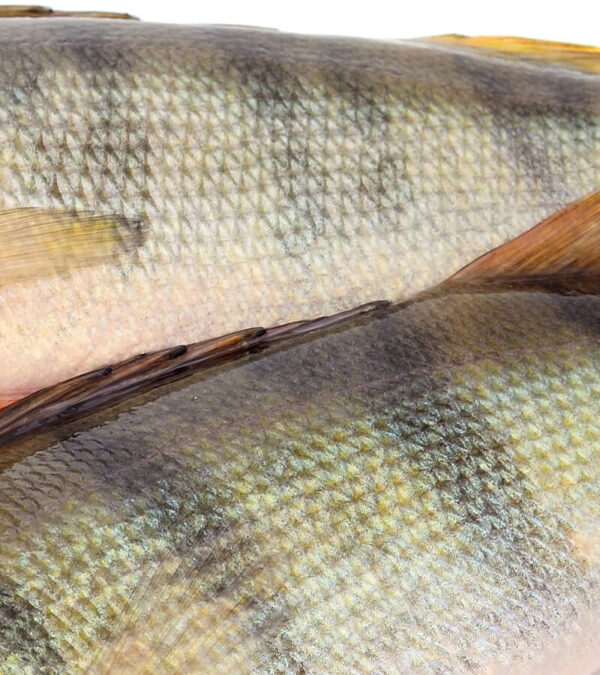 shop29-product-22-3 Product Image